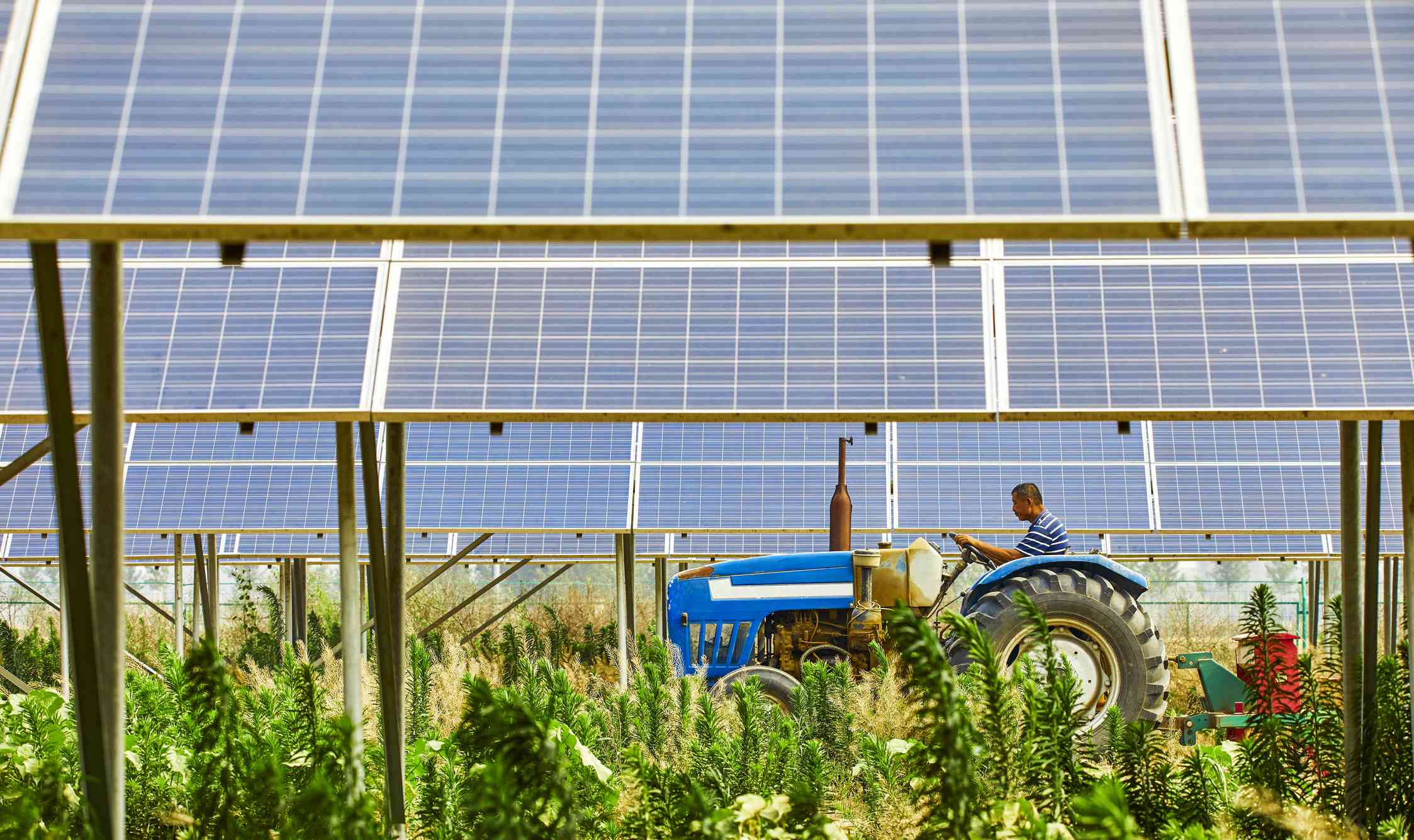 An agricultural producer rides a tractor in front of solar panels.