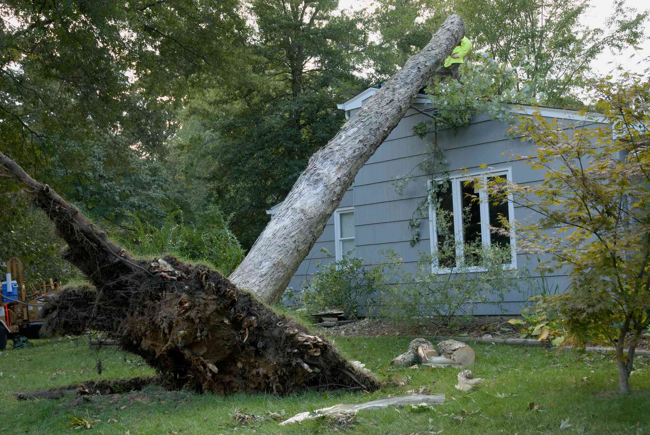 Large tree uprooted and leaning on roof of a house after a tornado hit