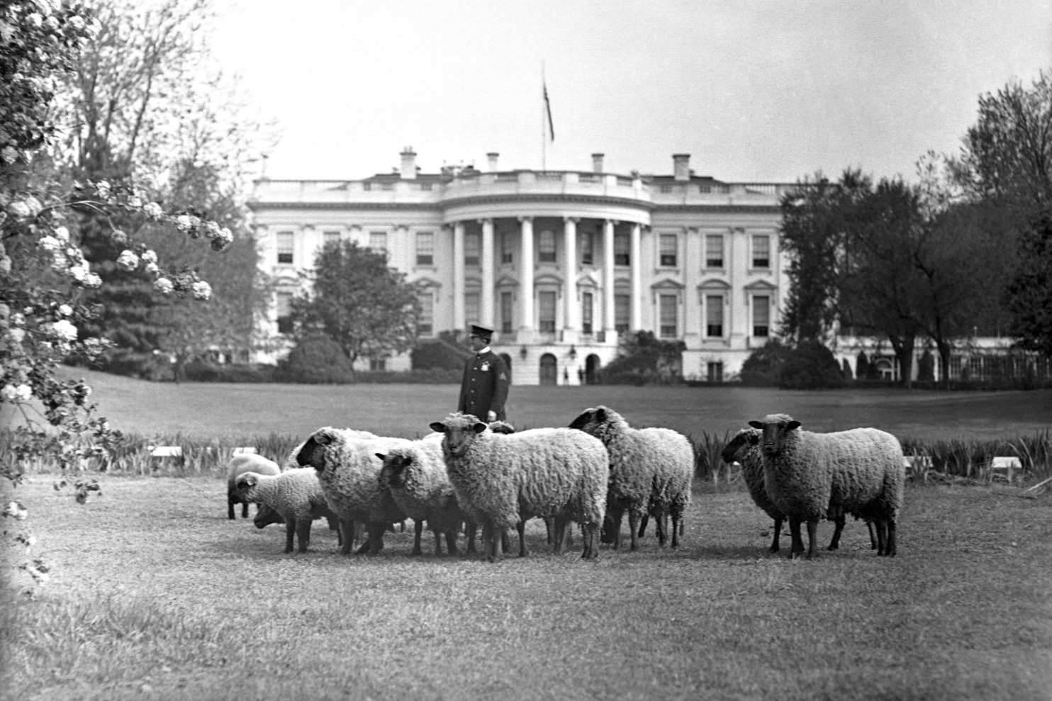 sheep at white house